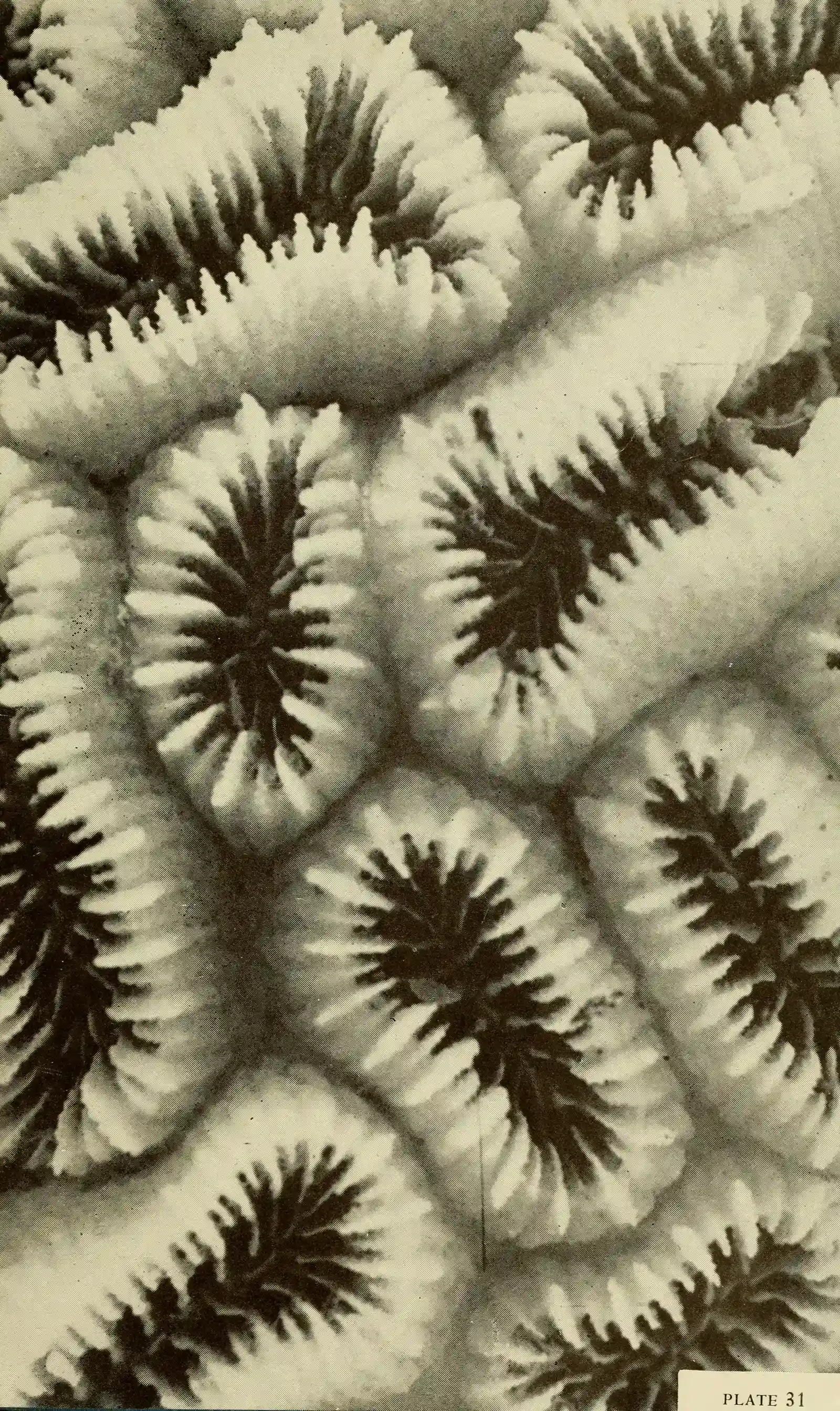 Vast Biodiversity Hotspots: Rainforests of the Sea (Image Credits: Wikimedia)