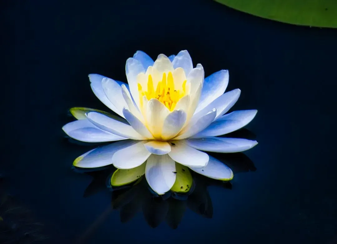 5. Blue Lotus – The Ancient Flower Linked to Calm and Dreamy States (Image Credits: Unsplash)