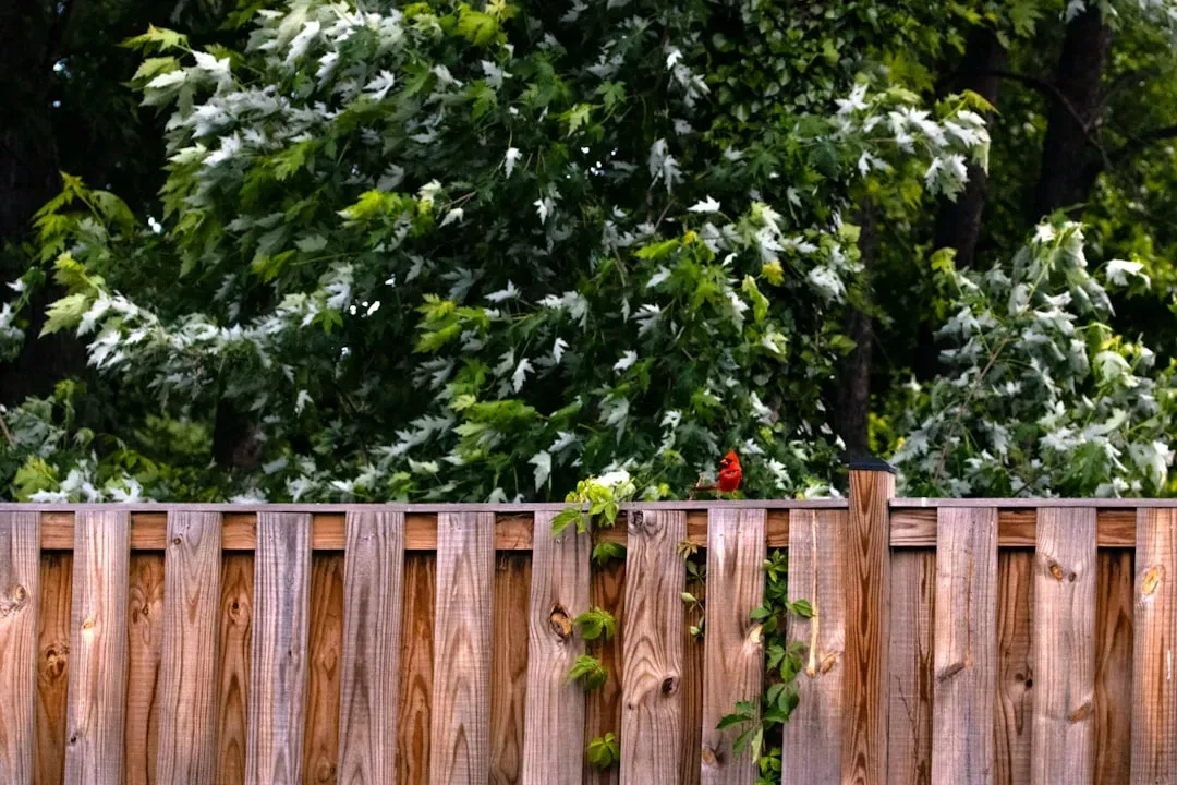Your Backyard Is Prime Real Estate in Cardinal Terms (Image Credits: Unsplash)