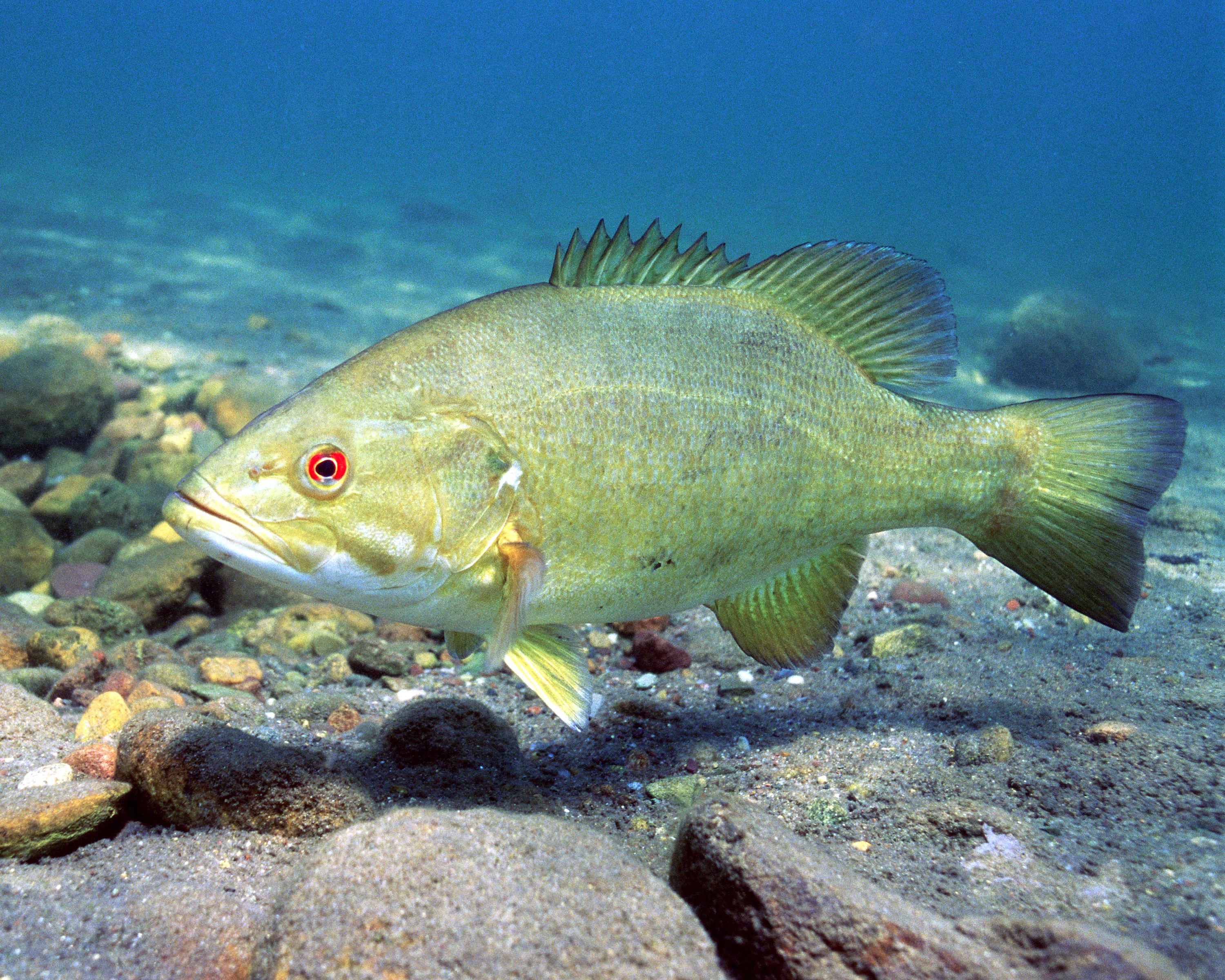 Gemini: The Agile River Fish (Image Credits: Wikimedia)