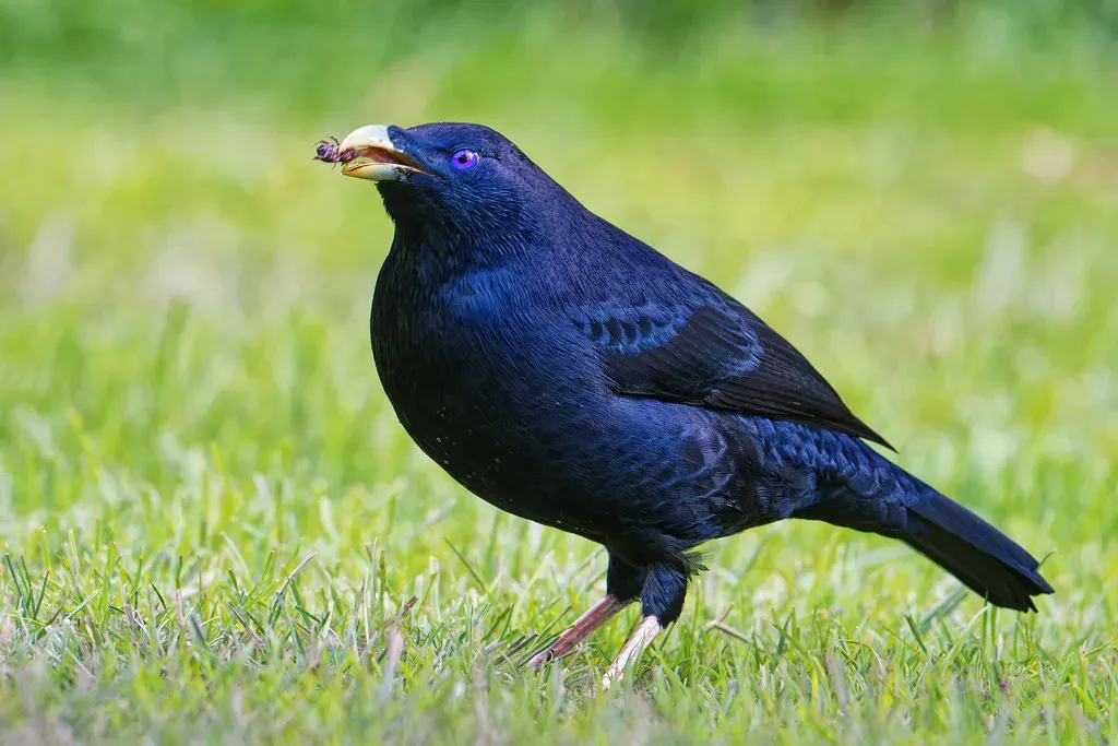 7. Bowerbirds: Architects of Art and Illusion (Image Credits: Flickr)