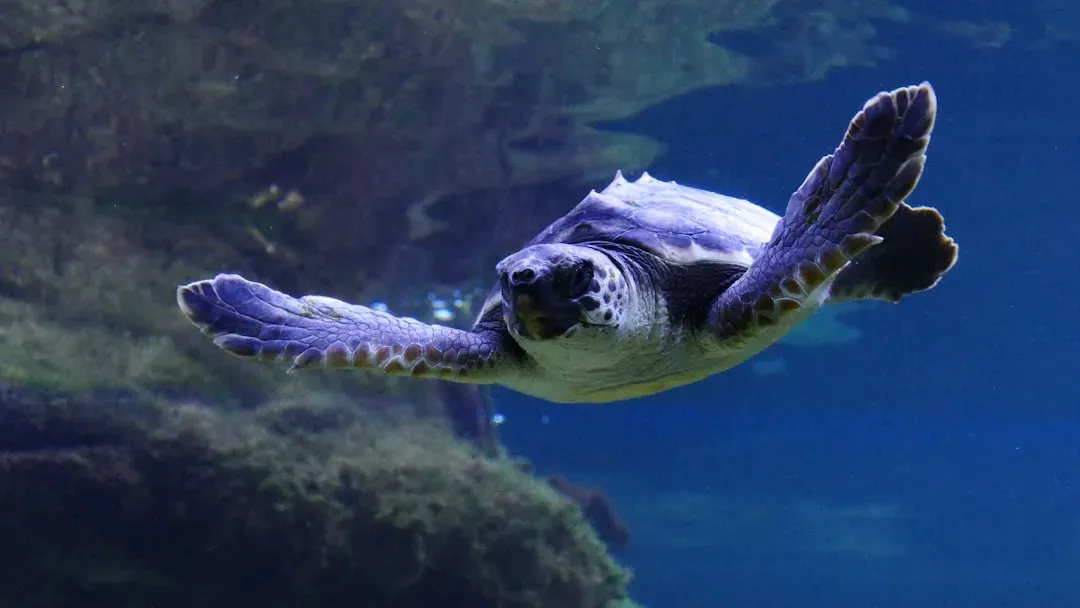 Hom­ing Pigeons and Sea Turtles: Reading the Planet’s Magnetic Field (Image Credits: Unsplash)