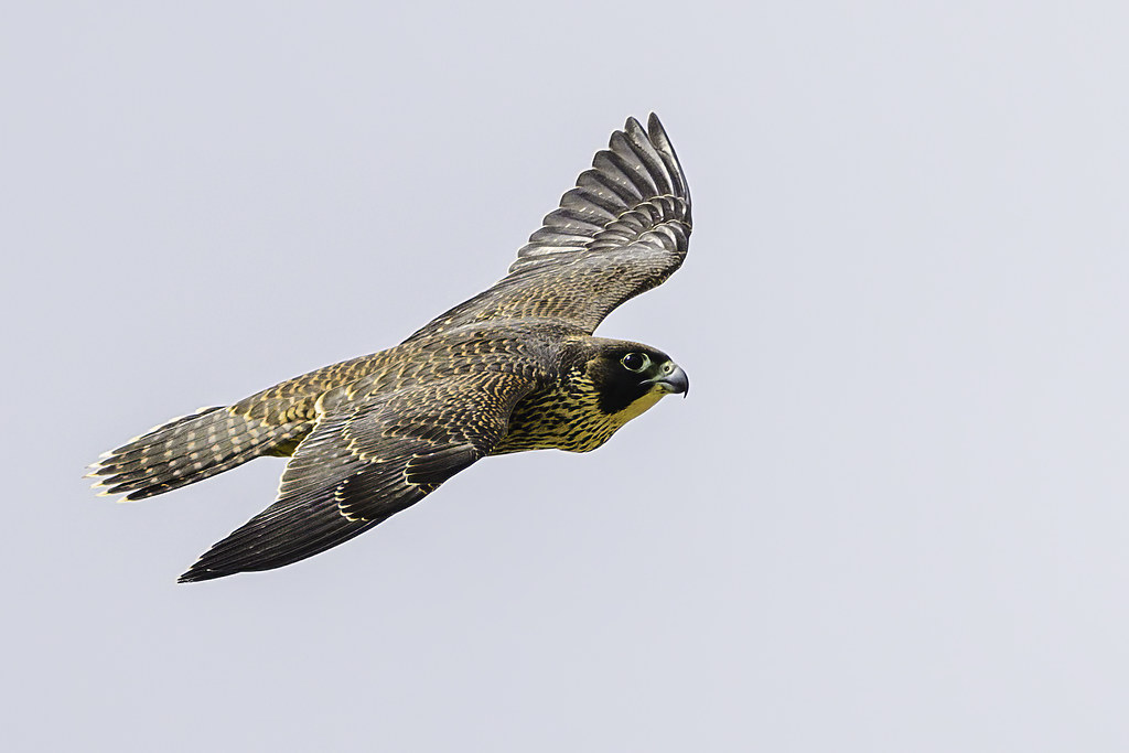 Sagittarius: The Adventurous Falcon (Image Credits: Flickr)