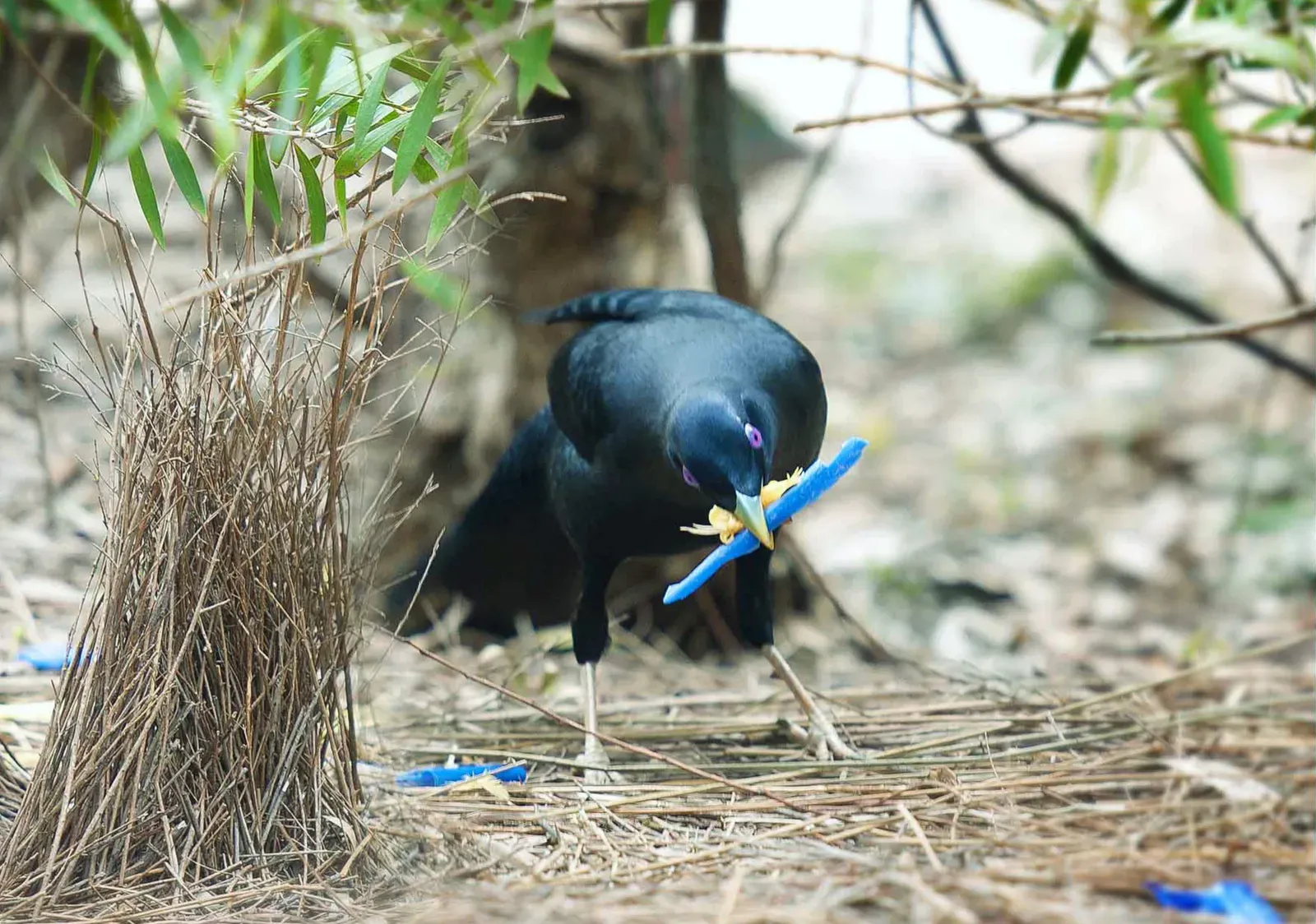 10. Bowerbird Bowers: Architecture for Love and Persuasion (Image Credits: Wikimedia)