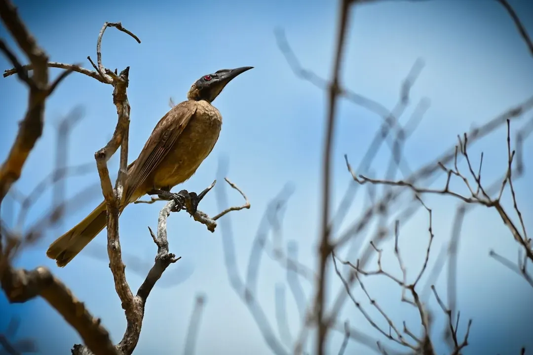 How A Weak Magnetic Field Could Possibly Matter To A Tiny Bird (Image Credits: Unsplash)