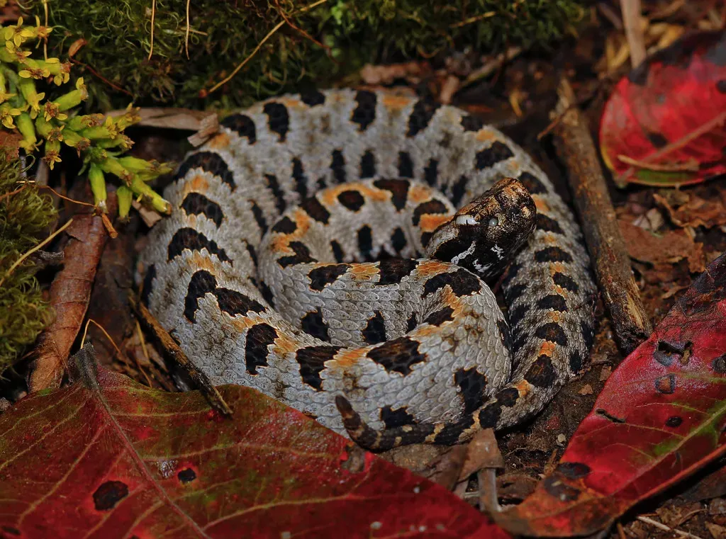 10. Pygmy Rattlesnake (Sistrurus miliarius) (2ndPeter, Flickr, CC BY 2.0)
