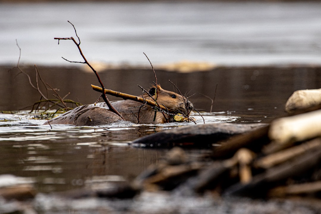 Bridge Creek: The Birthplace of Modern Beaver Restoration (Image Credits: Unsplash)