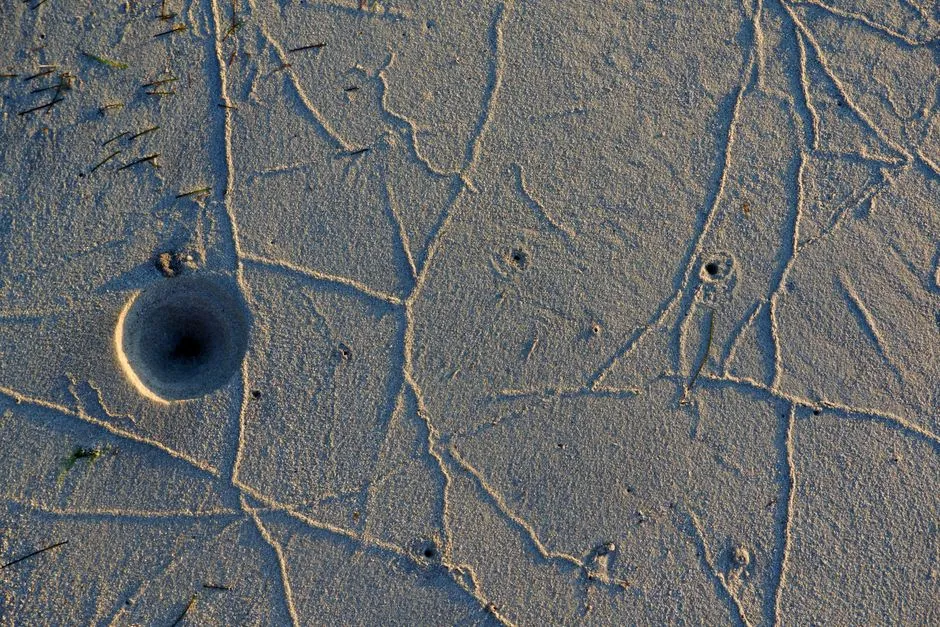 10. Soft-Bodied Burrowers Known Only From Fragmented Remains (Image Credits: Pexels)
