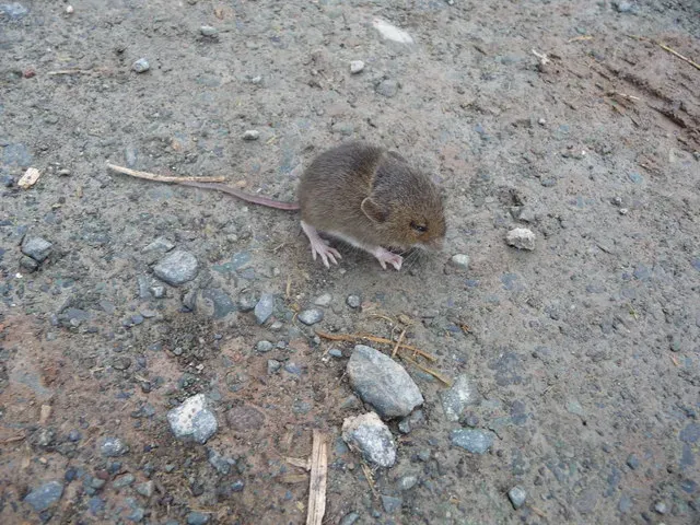 #12 - The Bank Vole's Mysterious Irish Colony (Geograph Britain and Ireland, CC BY-SA 2.0)