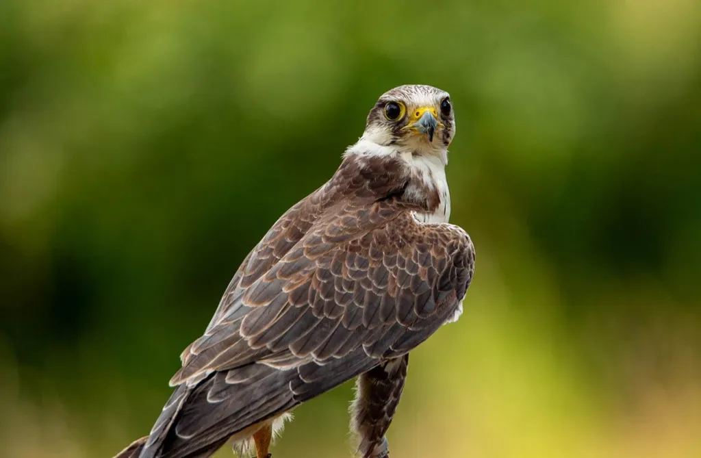 Virgo – The Falcon: Razor Focus, High Standards, And Surgical Precision (Image Credits: Pixabay)