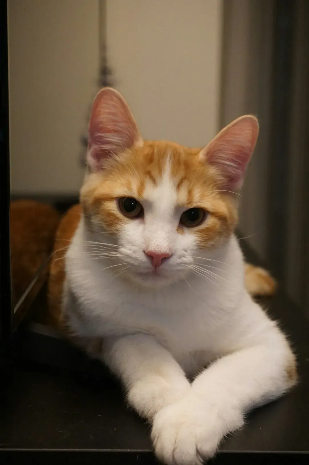 From Barns to Sofas: The Enduring Reign of the Domestic Shorthair (Image Credits: Unsplash)