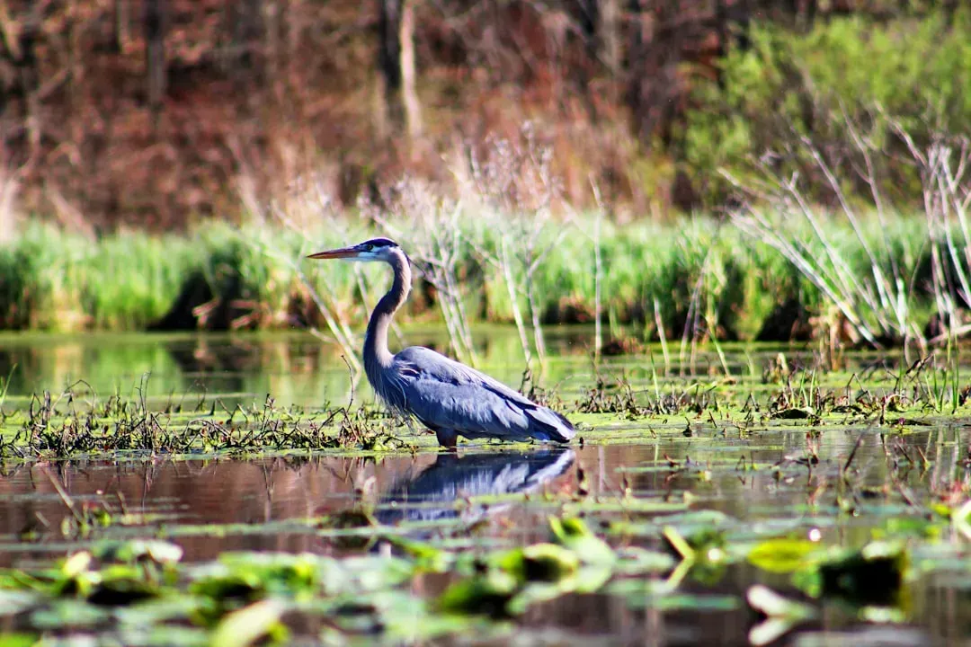 Conclusion – Let Water Redefine Your Wildlife Portfolio (Image Credits: Unsplash)