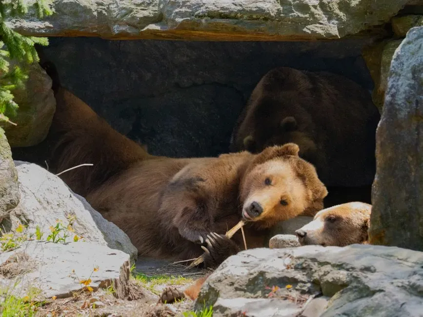 Why Hibernation Feels So Supernatural to Human Eyes (Image Credits: Pexels)