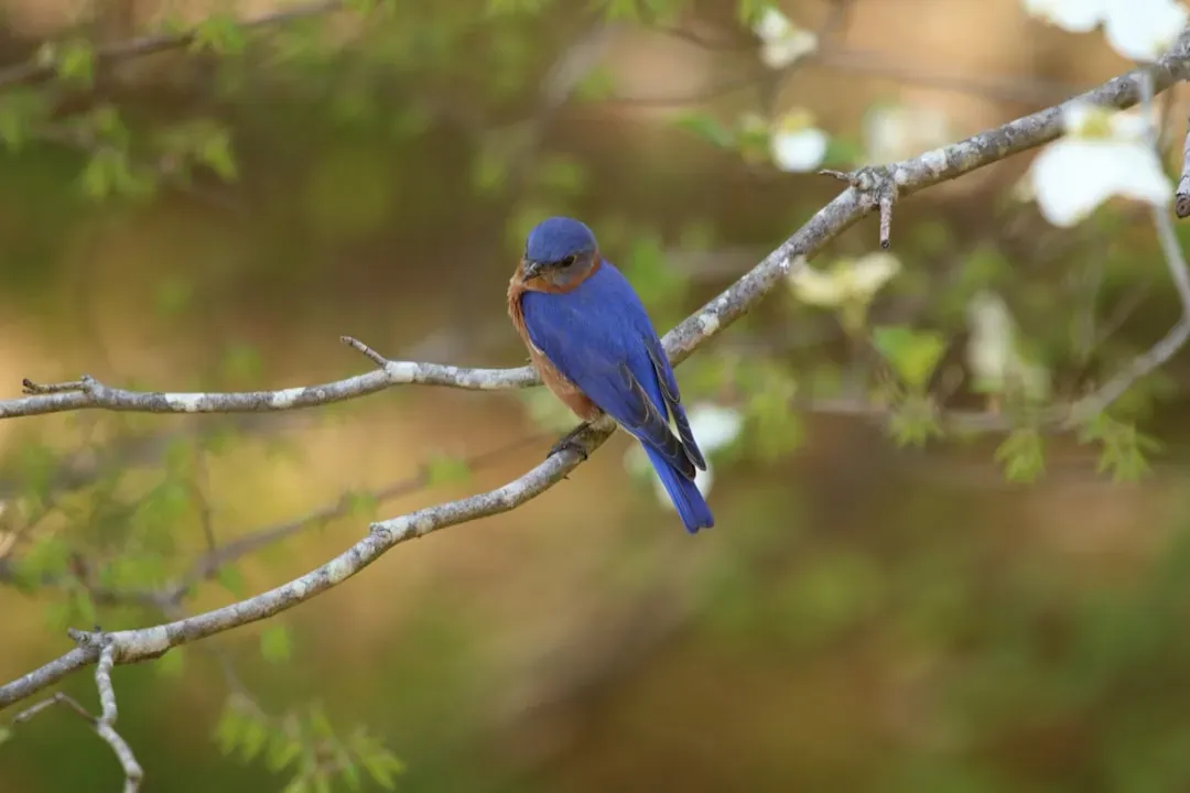 Conclusion: The Real “Luck” Behind a Bluebird Sighting (Image Credits: Unsplash)