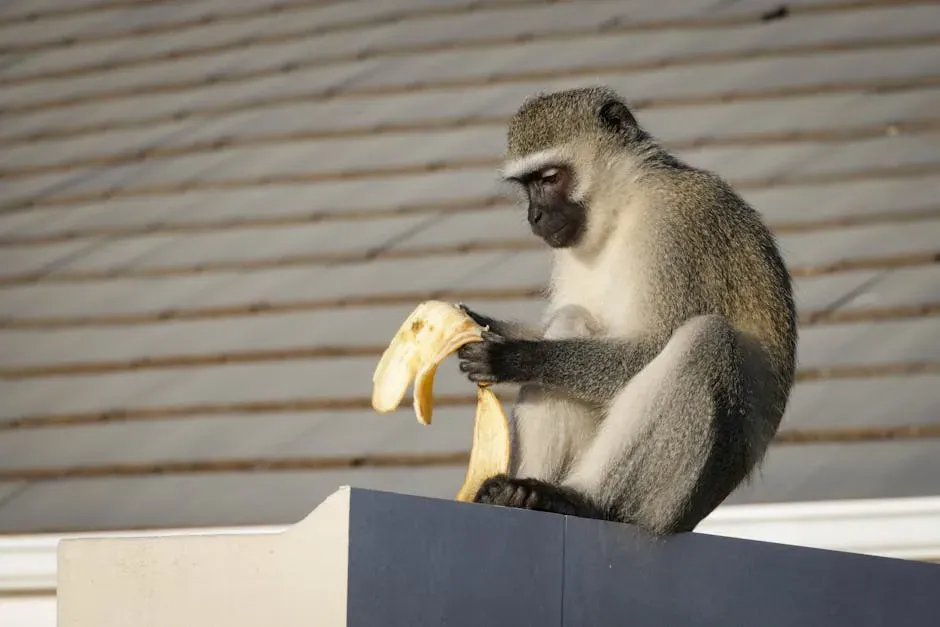 2. Monkeys That Get Angry About Unfair Pay (Image Credits: Pexels)