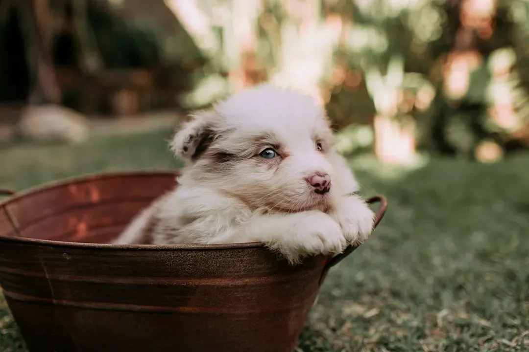 How Domestication Changed the Dog Body and Brain (Image Credits: Unsplash)