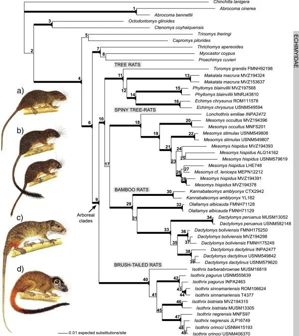 Evolution by Natural Selection: A New Story of Life’s Diversity (Image Credits: Wikimedia)