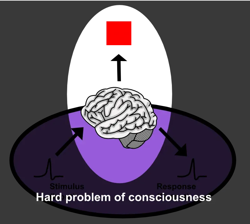 Why It Matters: Consciousness as a Scientific and Moral Compass (Image Credits: Wikimedia)