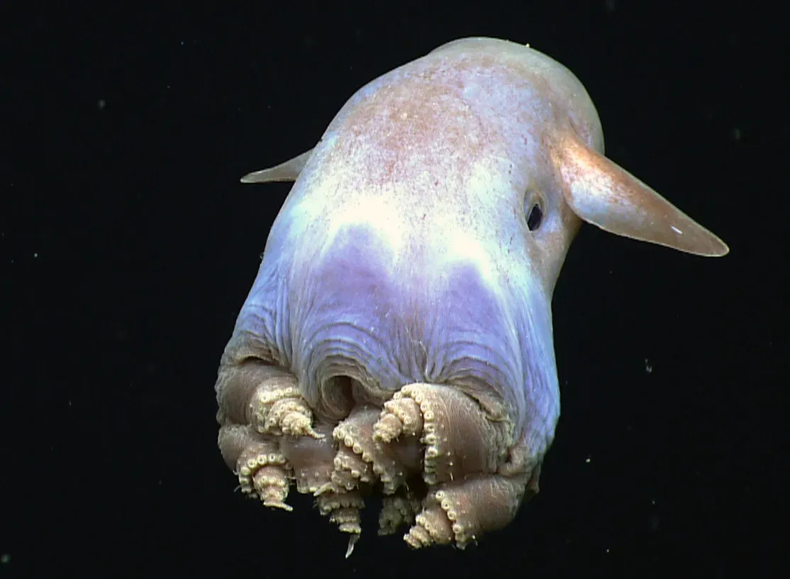 Dumbo Octopus: The Deep Sea’s Gentle Alien (Image Credits: Wikimedia)