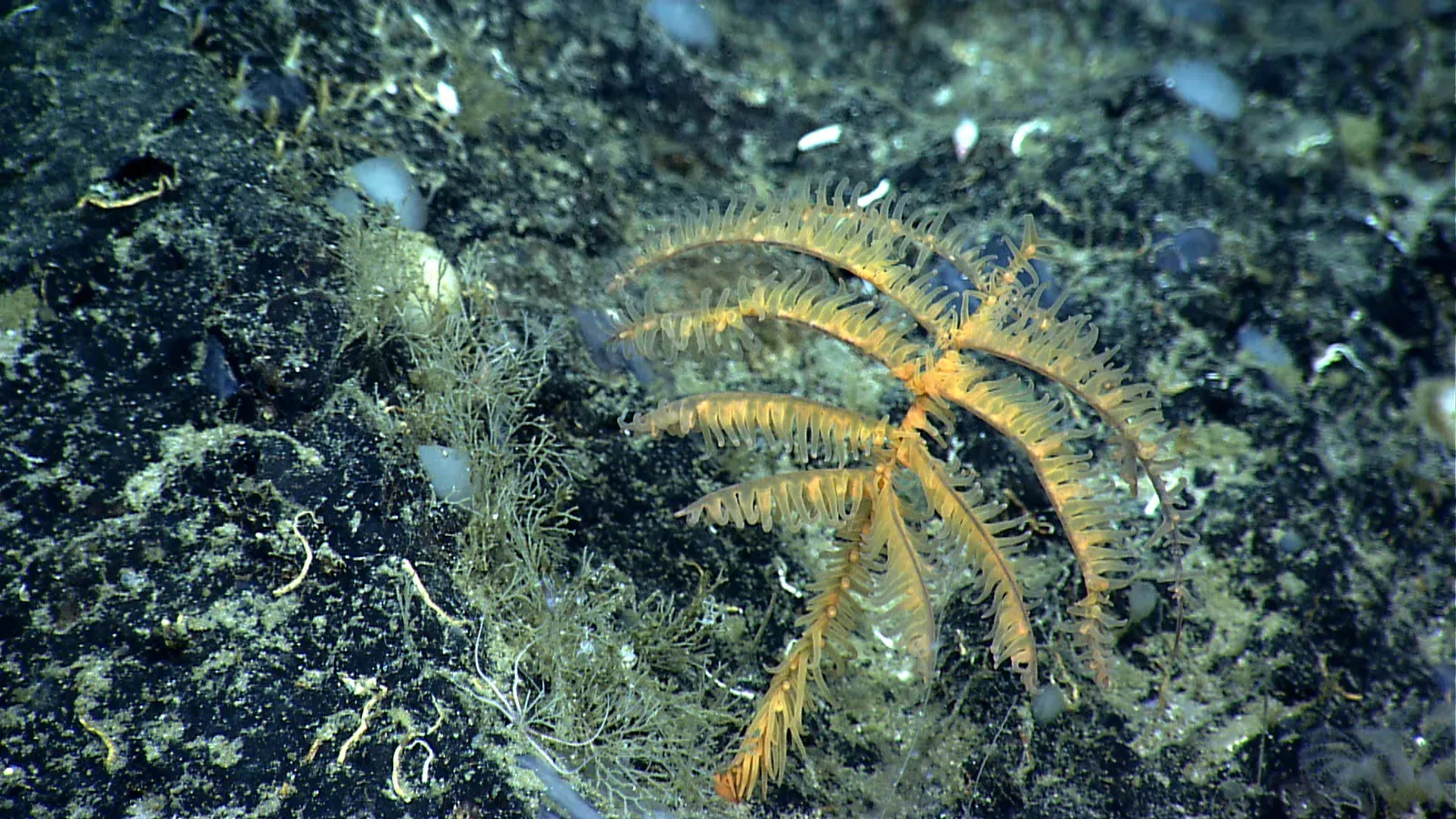 Symbiosis: Animals Living Off Microbial Power Plants (expn2694, Public domain)