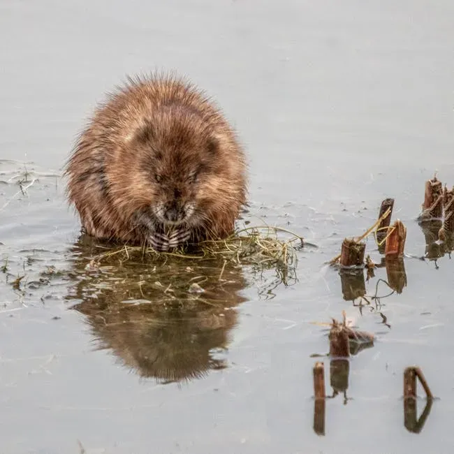 2. You’re Looking at a Rodent, Not a Miniature Beaver (Image Credits: Pexels)