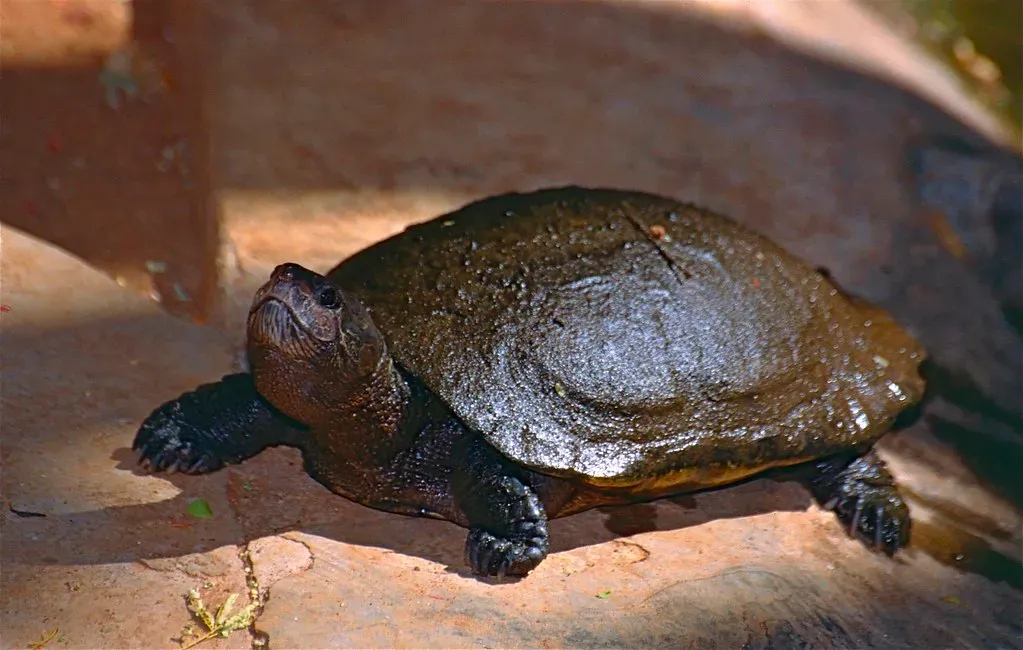 Madagascar Big-Headed Turtle – An Ancient Survivor in Disappearing Wetlands (Bernard DUPONT, Flickr, CC BY-SA 2.0)