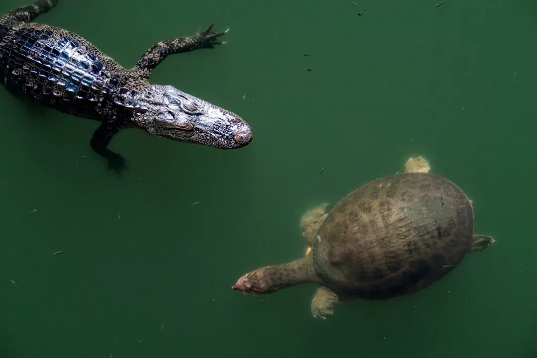 4. Whole Turtles, Shells and All (Image Credits: Unsplash)