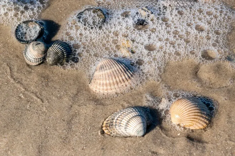 #3 Shell Ridges Revealing Hidden Life on the Seabed (Image Credits: Pexels)