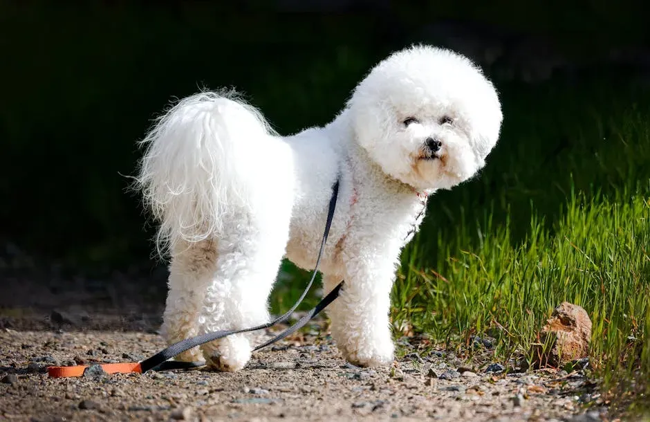 4. Bichon Frise: Cheerful and Allergy-Friendly (Image Credits: Pexels)