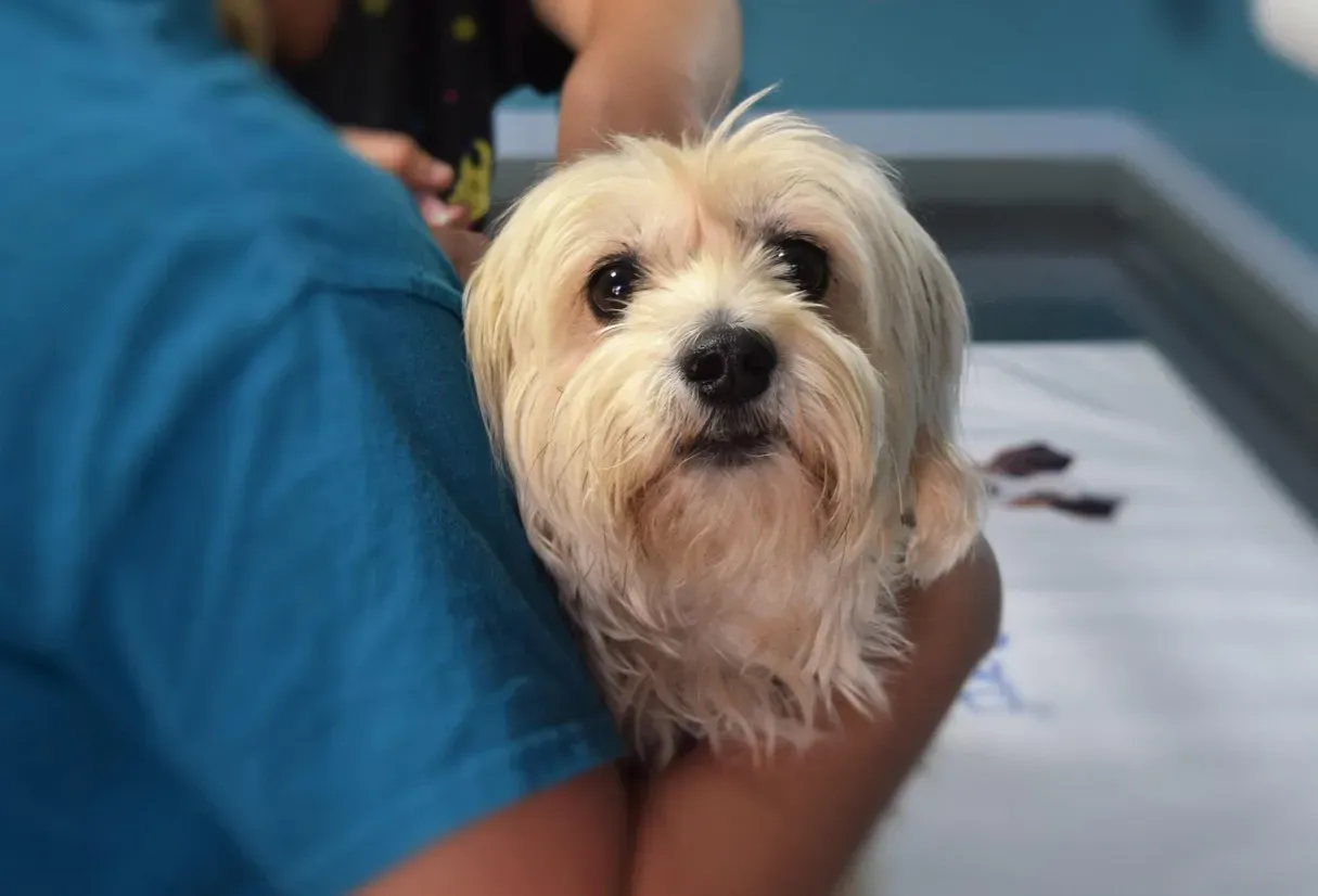 5. Regular Vet Checkups Even When They “Look Fine” (Image Credits: Pixabay)