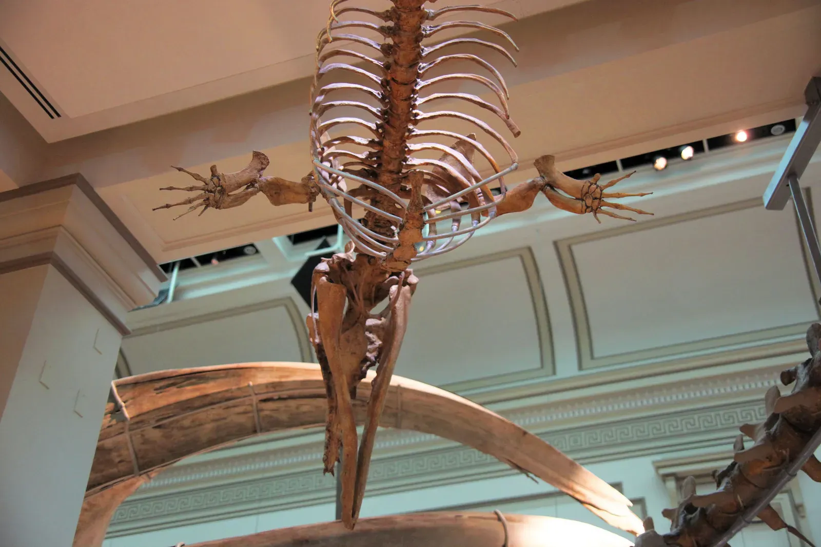 Ancient Flippers Designed for Silent Swimming (Image Credits: Wikimedia)