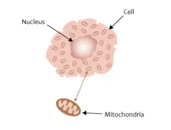 Mitochondria and Energy: When the Body’s Power Plants Falter (Image Credits: Wikimedia)