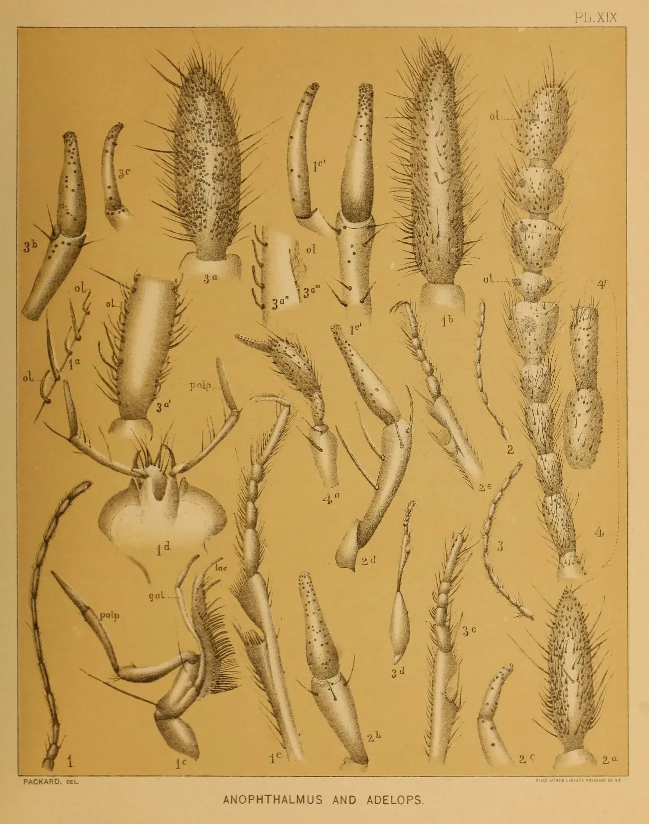 Why These Hidden Creatures Matter (Image Credits: Wikimedia)