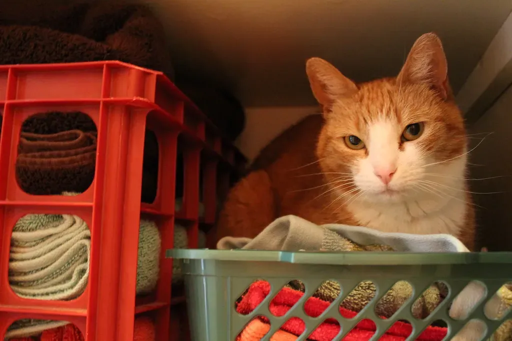 You May Be Rewarding the Closet Without Realizing It (kadome, Flickr, CC BY 2.0)