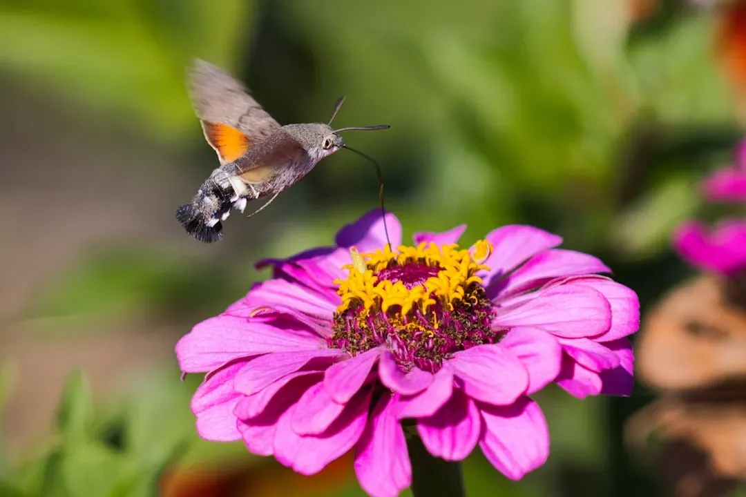 9. Zinnias (Image Credits: Unsplash)