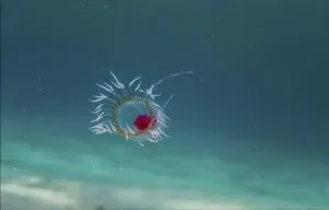The Immortal Jellyfish That Rewinds Its Own Life (By Bachware, CC BY-SA 4.0)