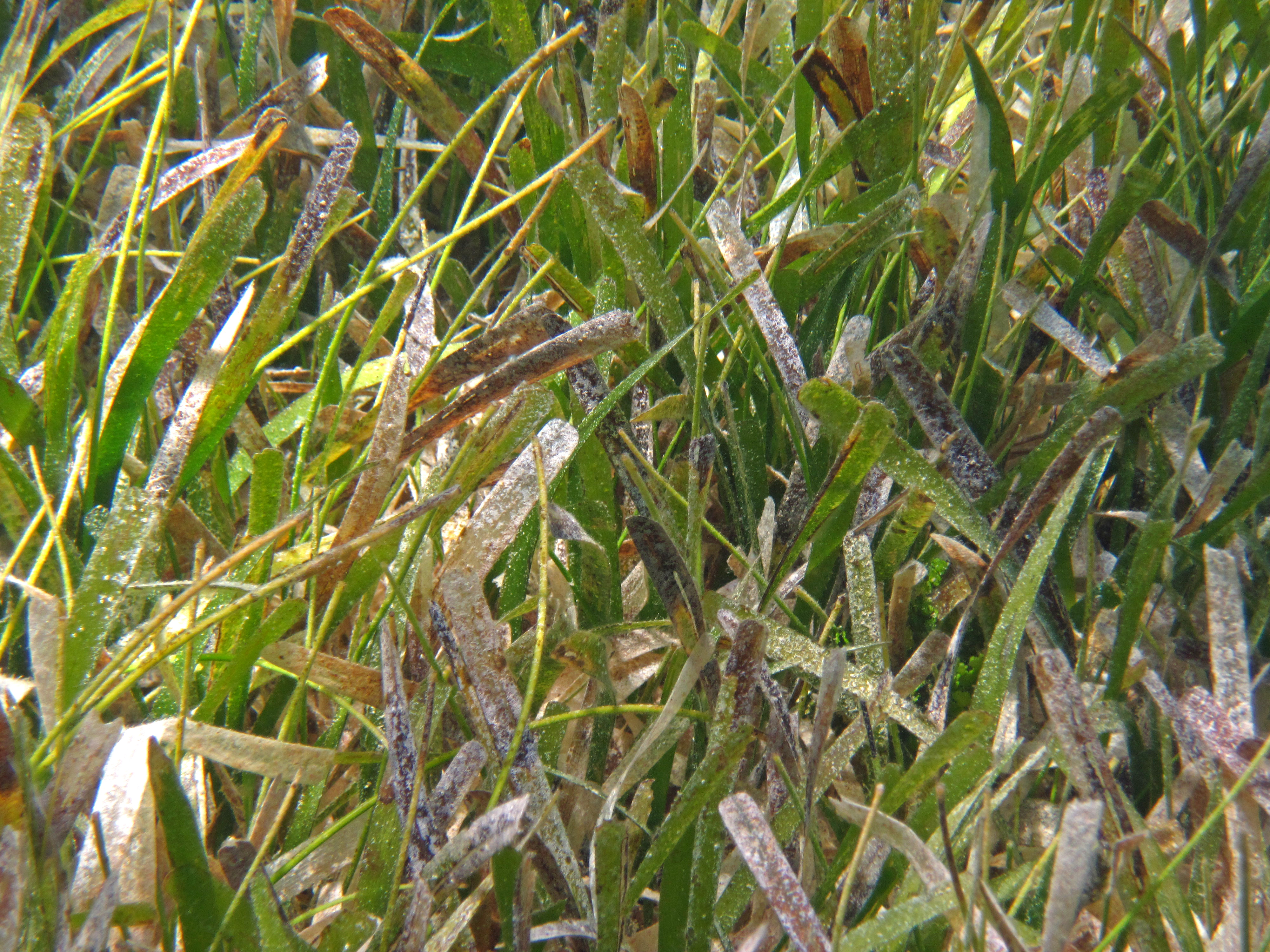 Food, Energy, and Risk (Image Credits: Wikimedia)