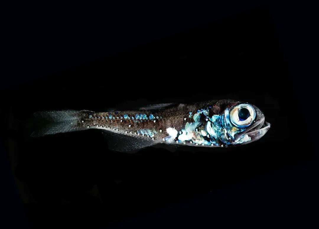 The Quantum‑Level Night Vision of Deep‑Sea Creatures (Image Credits: Unsplash)
