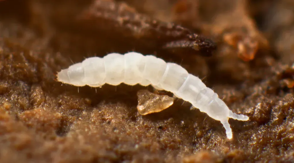 #8 - Bugs Are Everywhere When You Dig (andybadger, Flickr, CC BY-SA 2.0)