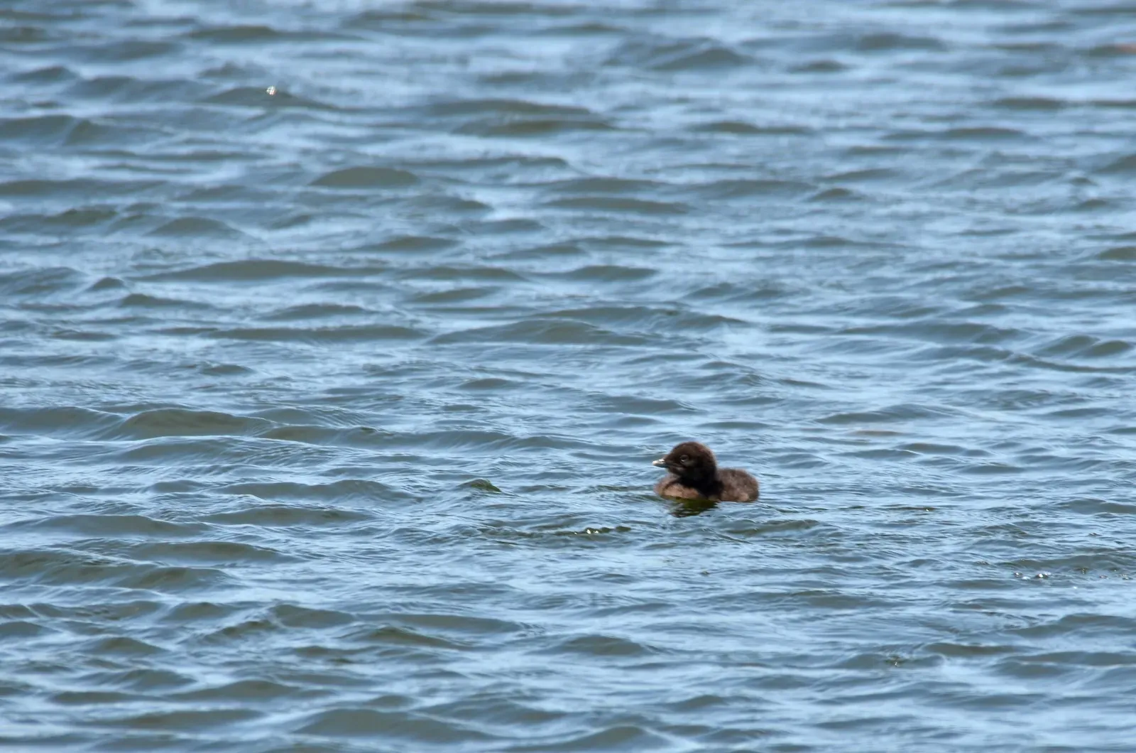 6. Loons: Diving Experts Long Before They Fly (Common Loon Chick, CC BY 2.0)