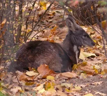 13. Kashmir Musk Deer – The Fragrant Ghost of the Himalayas (CC BY-SA 3.0)