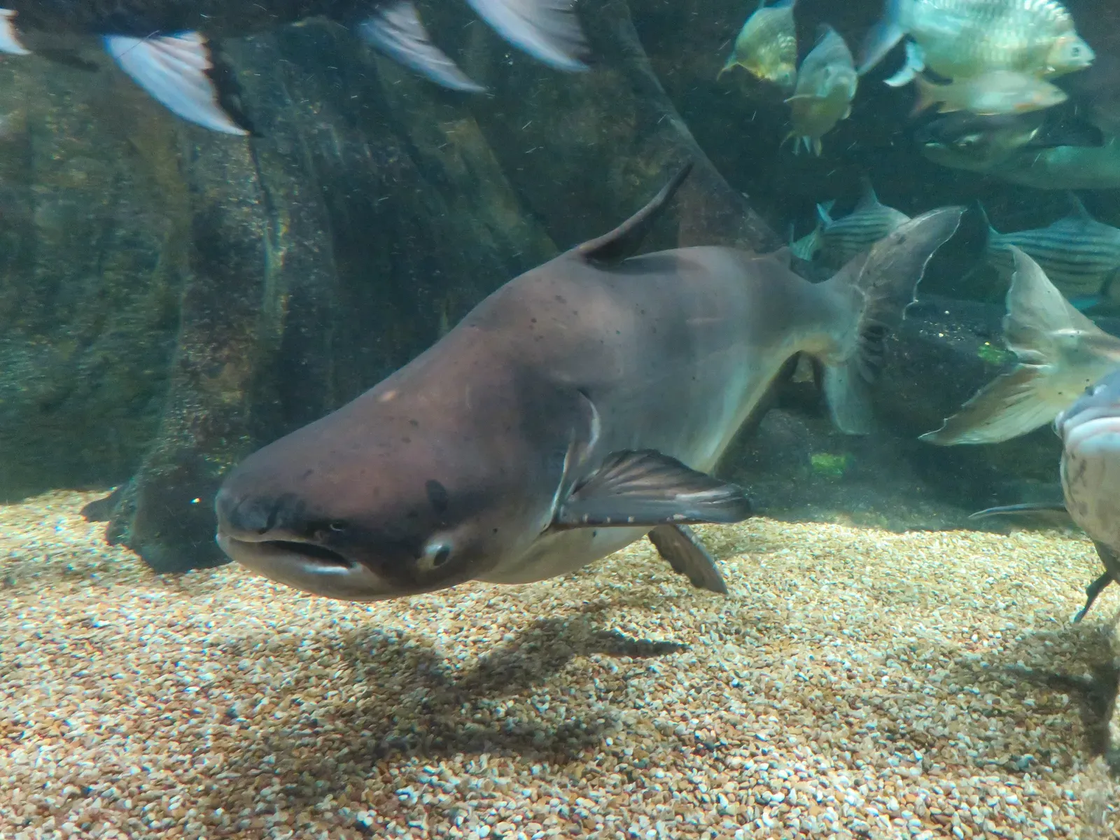 #3 – The Mekong's Giant Fish That Get Eaten Before Scientists Arrive (By KKPCW, CC BY-SA 4.0)