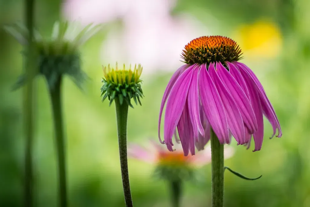 Floral and Fruity Perfumes (Image Credits: Flickr)