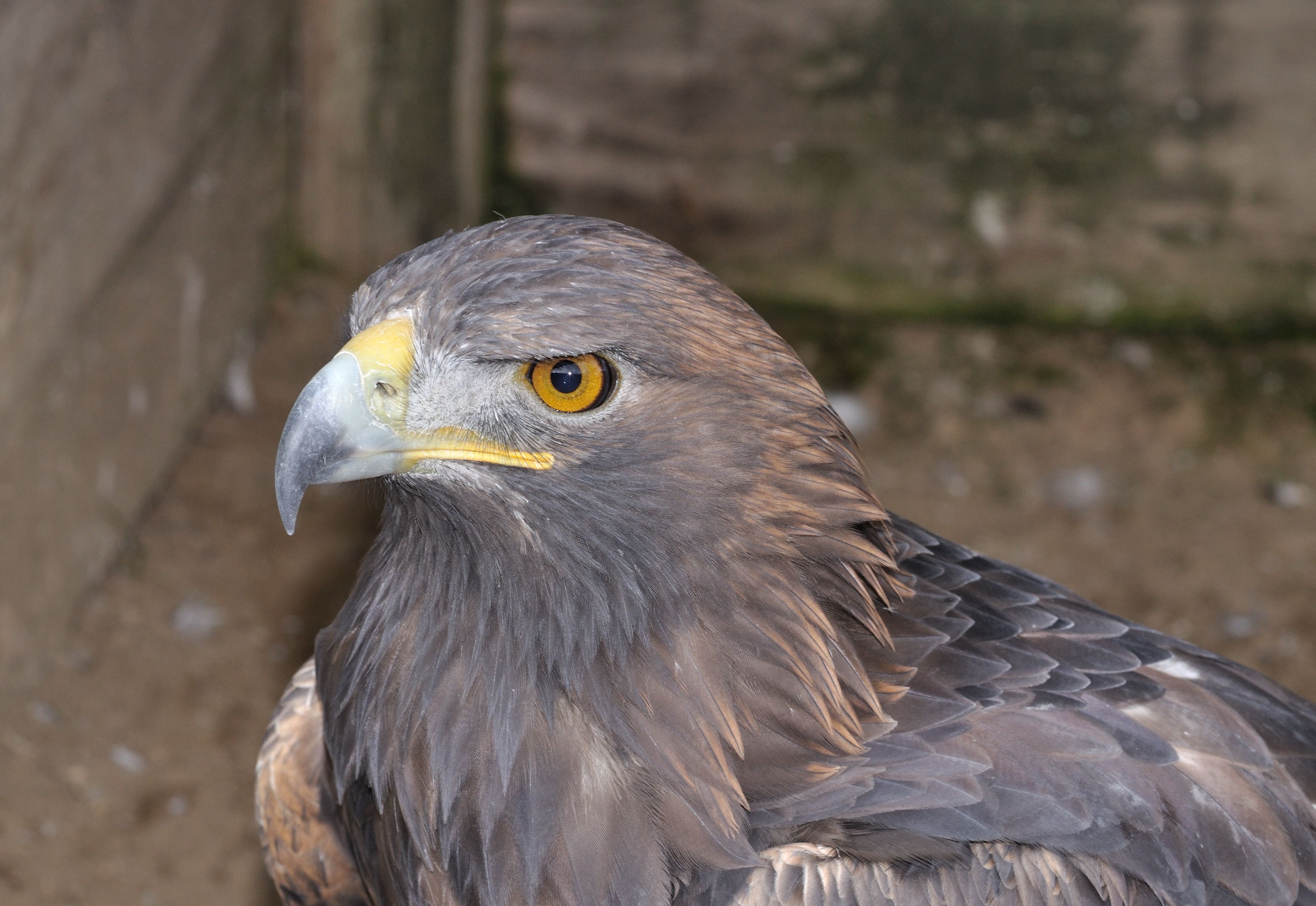 The Future of Montana's Golden Eagles (Image Credits: Wikimedia)