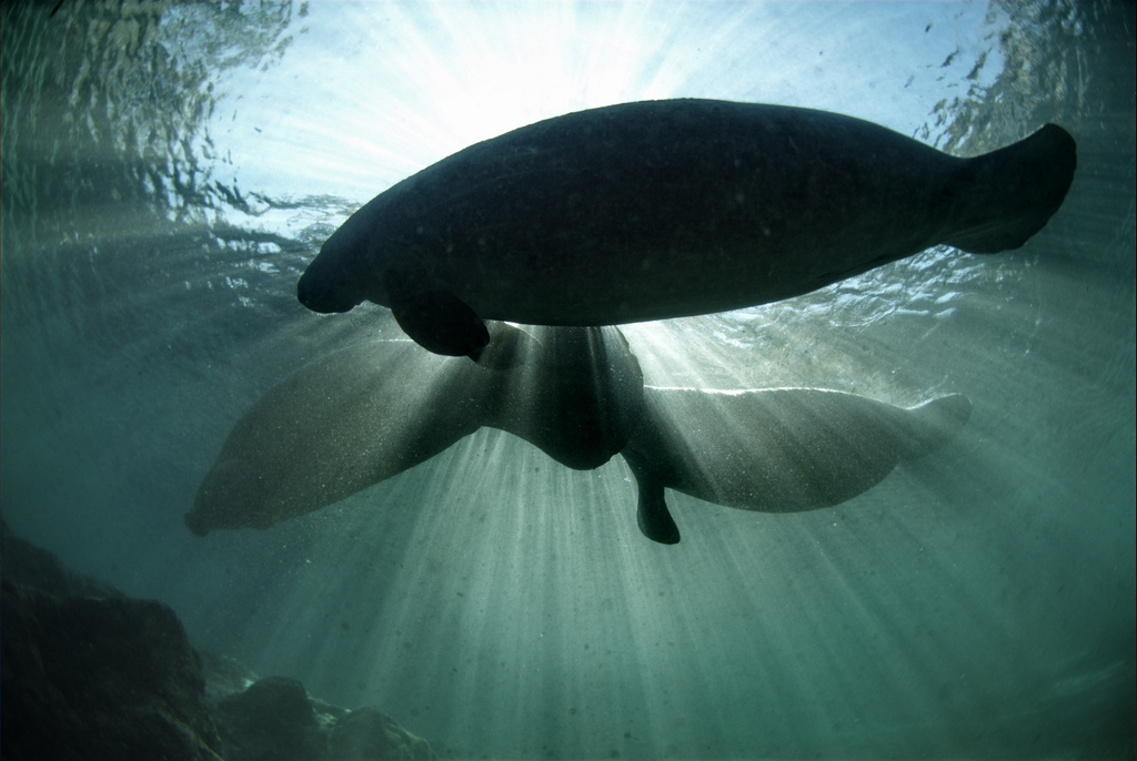 Winter Migration Patterns Begin Early (Image Credits: Wikimedia)