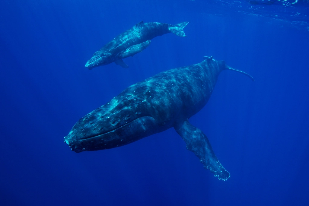 Pisces: The Empathic Heart of the Pack (Image Credits: Rawpixel)