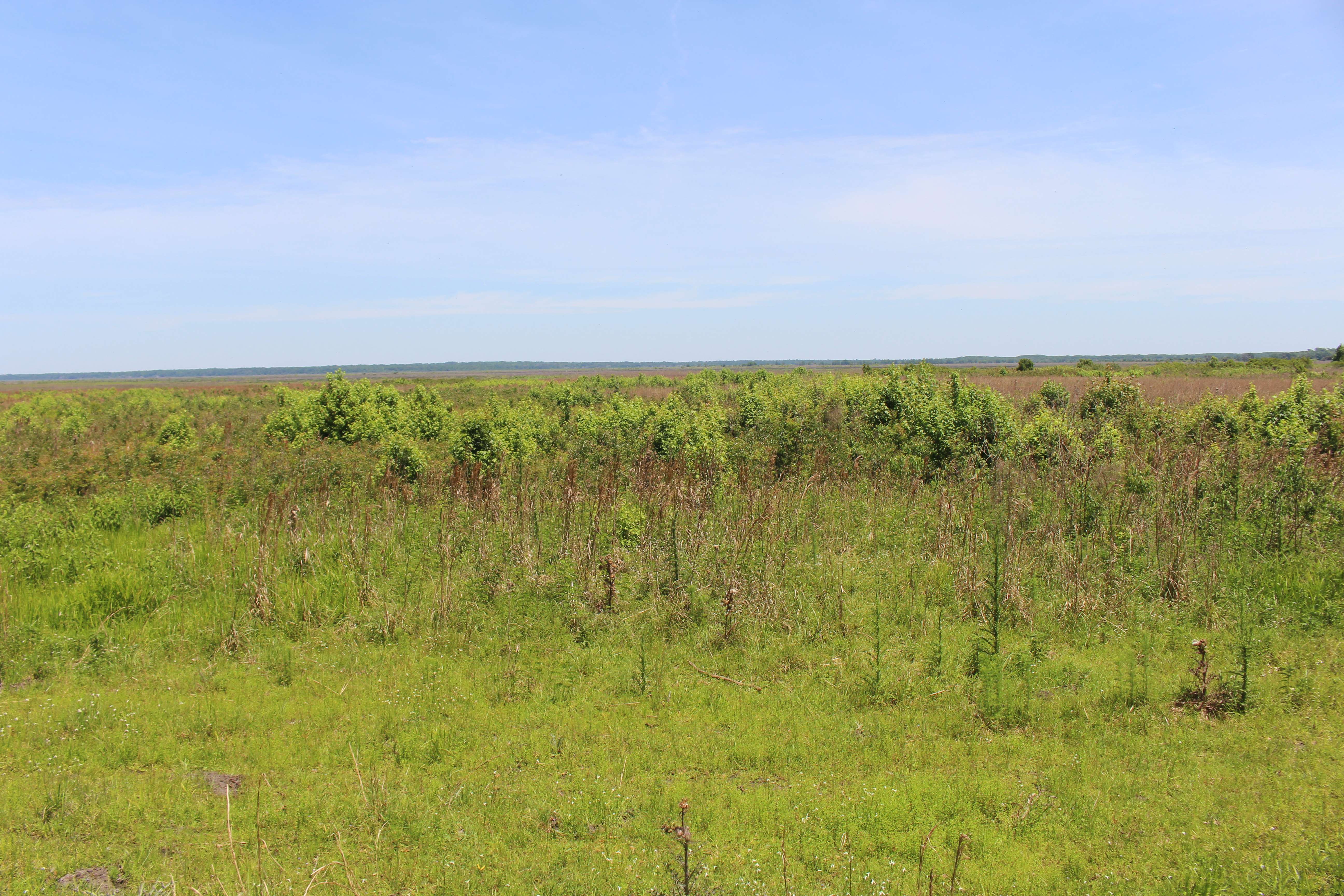 Paynes Prairie Preserve State Park (Image Credits: Wikimedia)