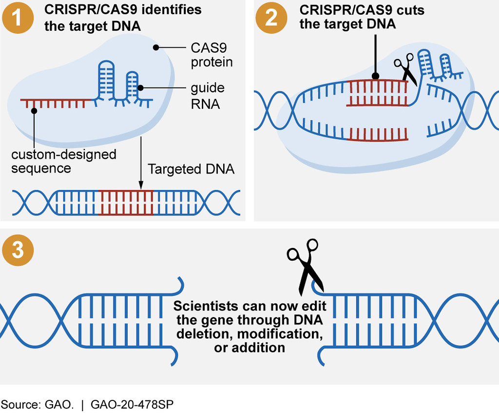CRISPR Technology Accelerating Genetic Enhancement (Image Credits: Flickr)