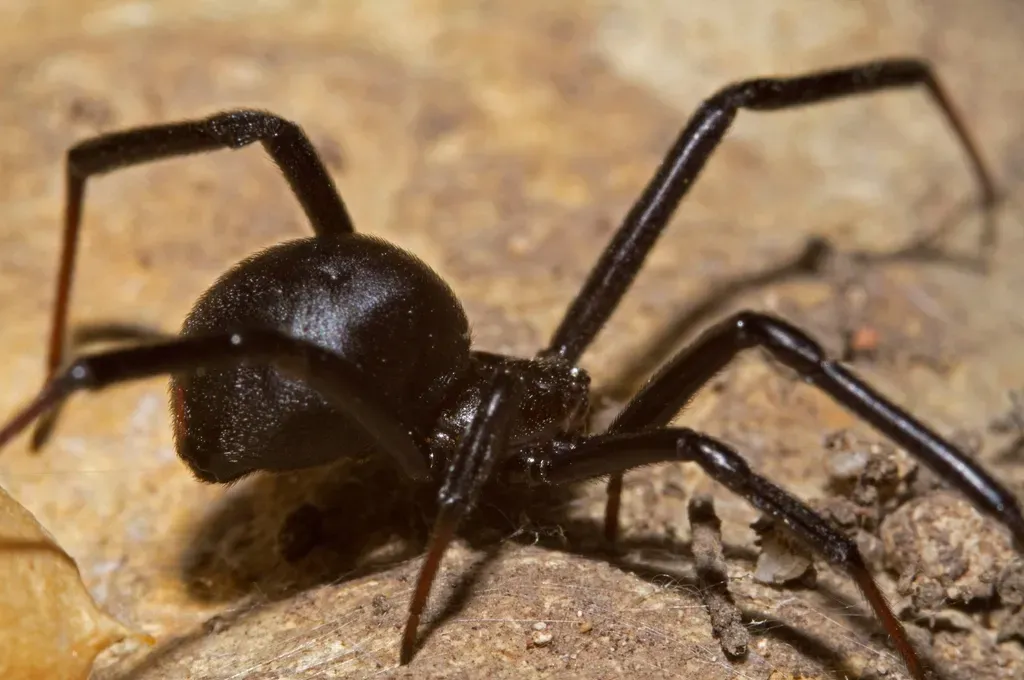 5. Black Widow Spider – Tiny Body, Nasty Bite (Image Credits: Rawpixel)