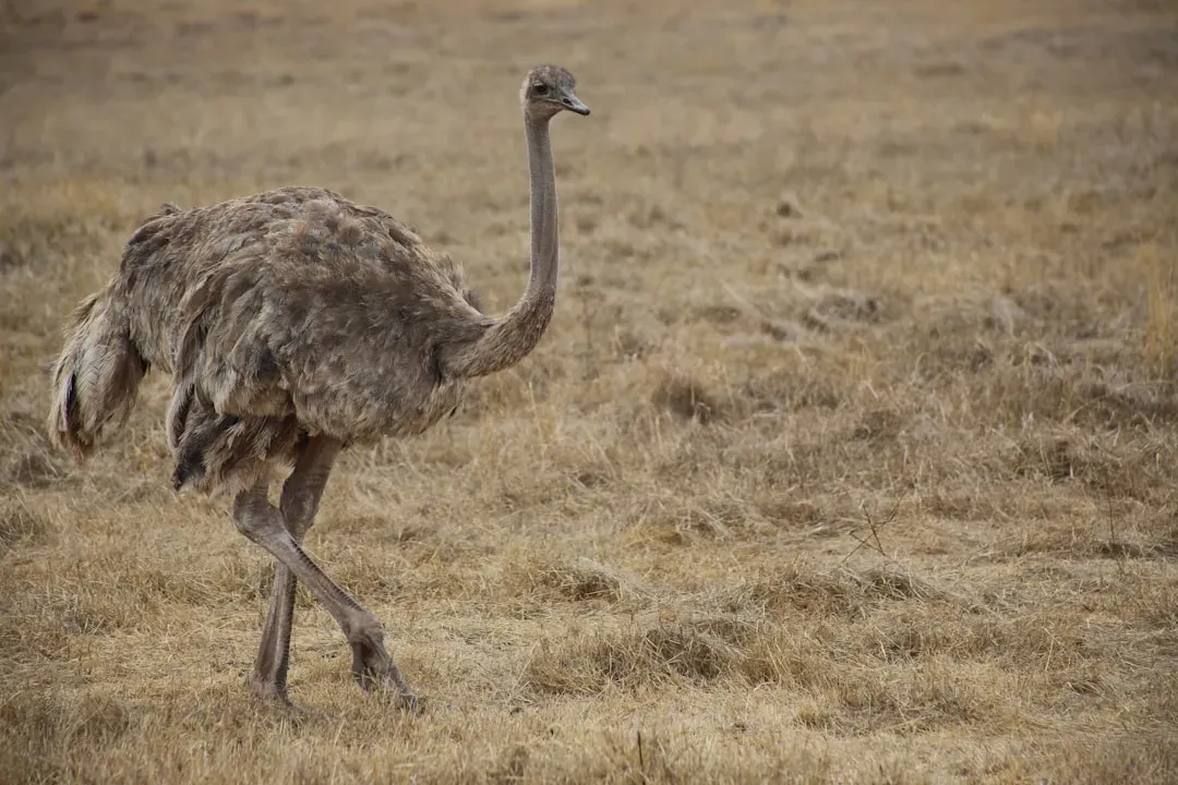 Myth 5: Ostriches Bury Their Heads in the Sand When Scared (Image Credits: Unsplash)